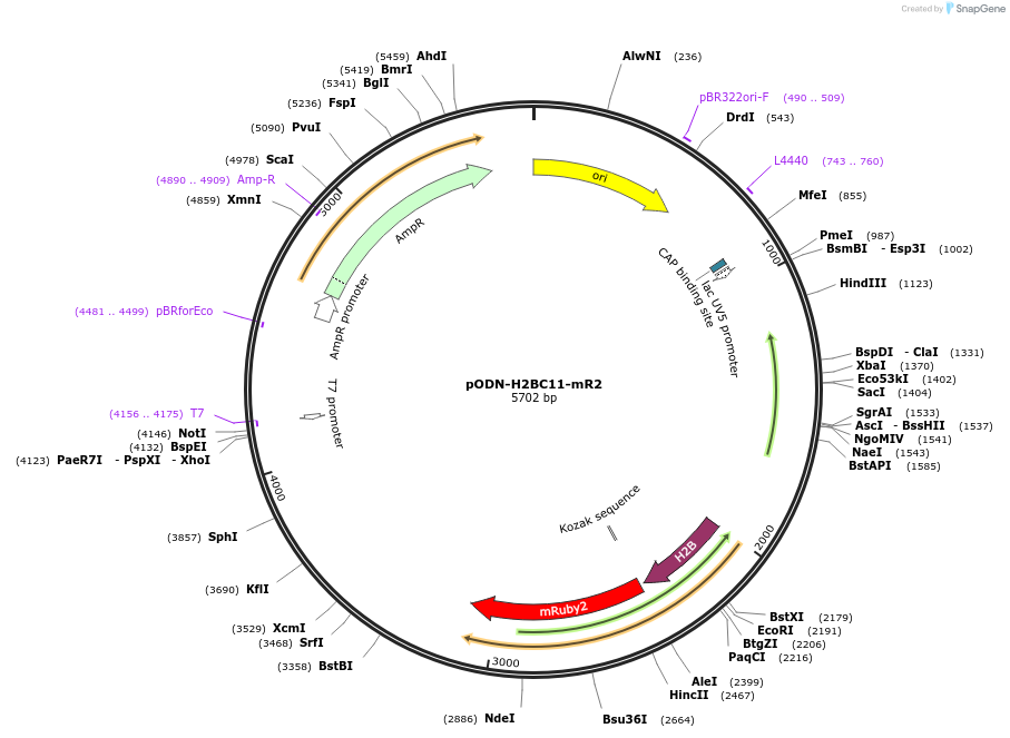 183866-plasmid-map-sequence-id-368215