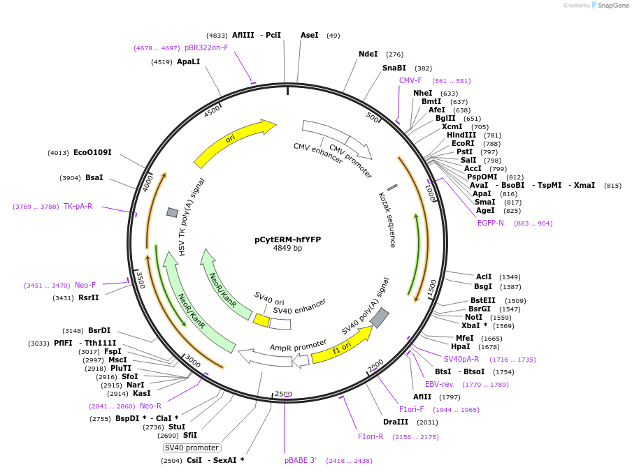 186520-plasmid-map-sequence-id-368218