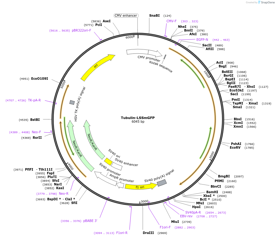 186535-plasmid-map-sequence-id-368223