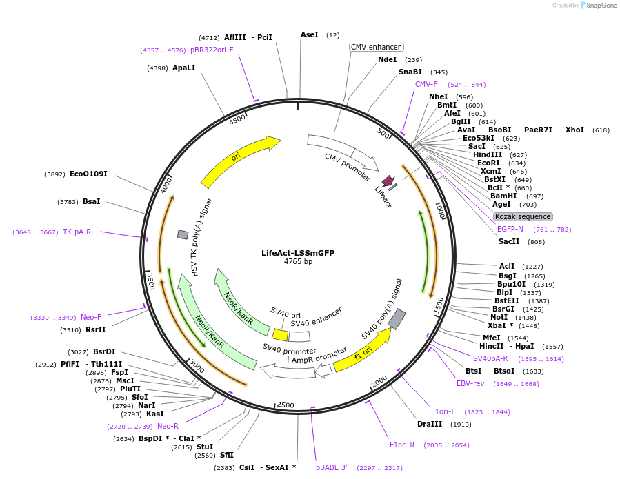 186534-plasmid-map-sequence-id-368226