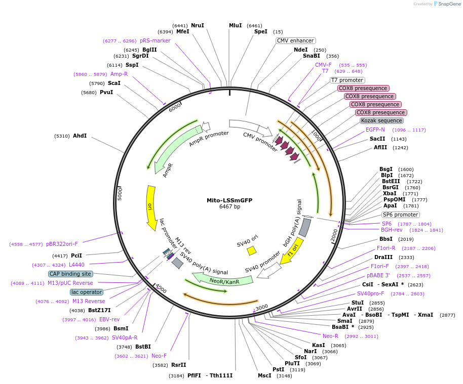 186536-plasmid-map-sequence-id-368228