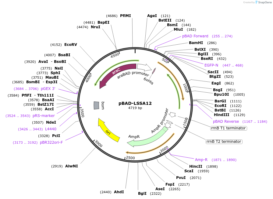 186546-plasmid-map-sequence-id-368229