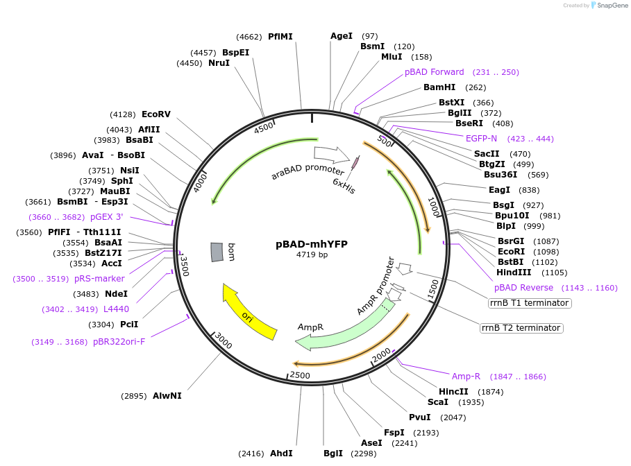 186532-plasmid-map-sequence-id-368231
