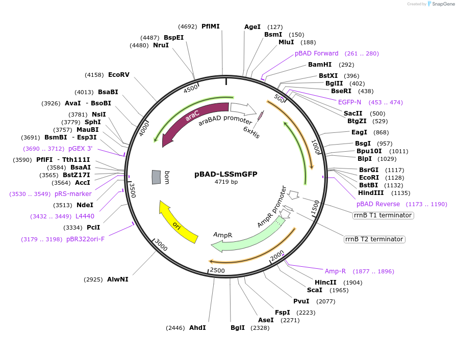 186542-plasmid-map-sequence-id-368235