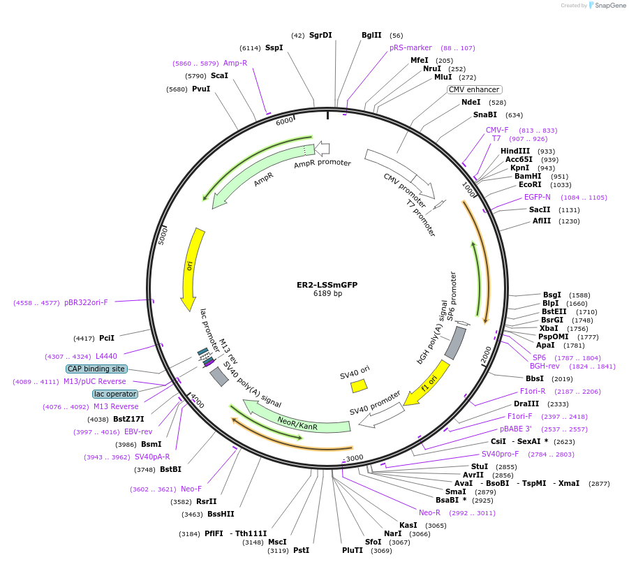 186538-plasmid-map-sequence-id-368236