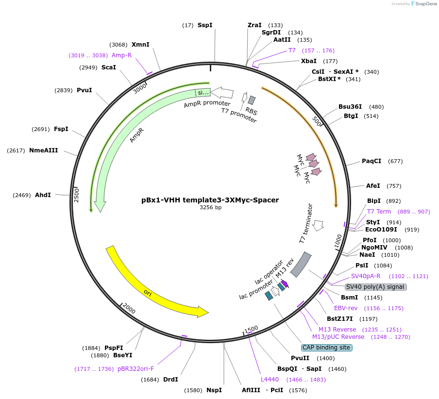176210-plasmid-map-sequence-id-368273