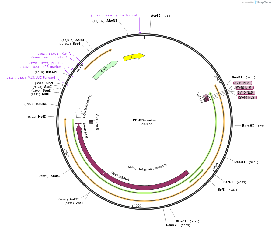 185611-plasmid-map-sequence-id-368276