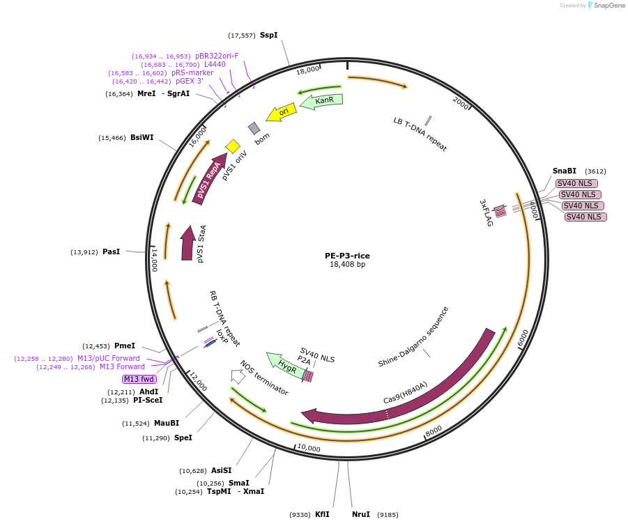 185612-plasmid-map-sequence-id-368287