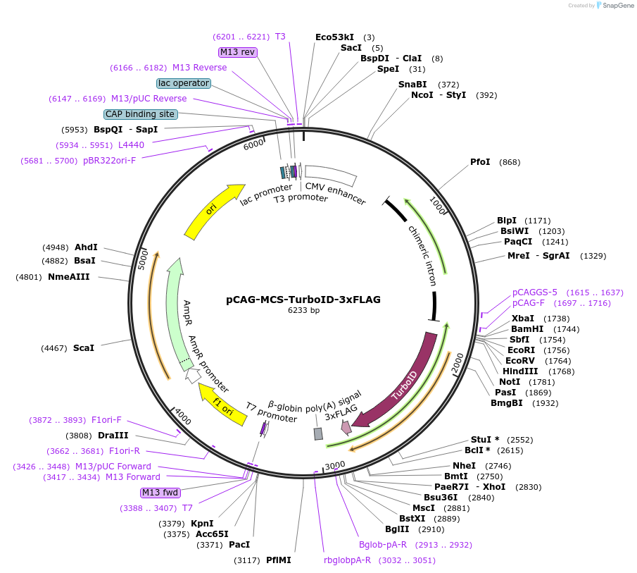 186814-plasmid-map-sequence-id-368304