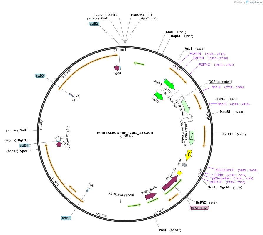 186200-plasmid-map-sequence-id-368306
