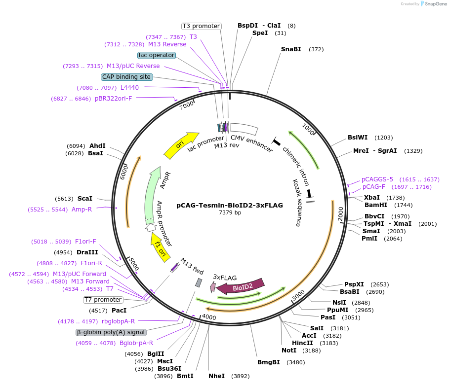 186815-plasmid-map-sequence-id-368322