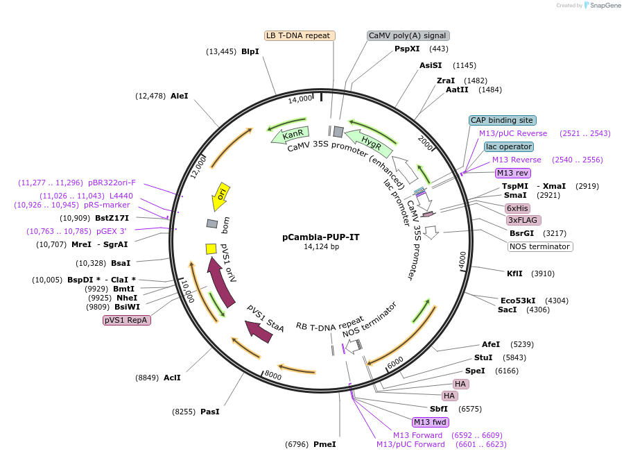 186478-plasmid-map-sequence-id-368325