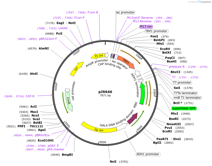 183175-plasmid-map-sequence-id-368327