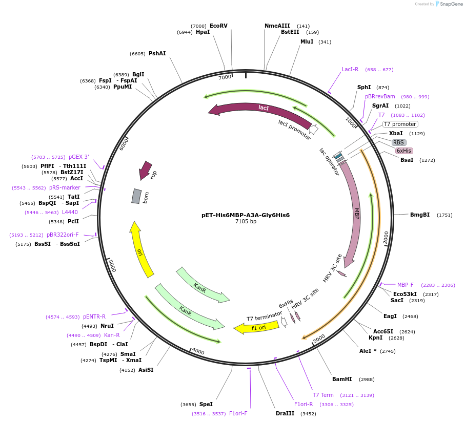 187822-plasmid-map-sequence-id-368328