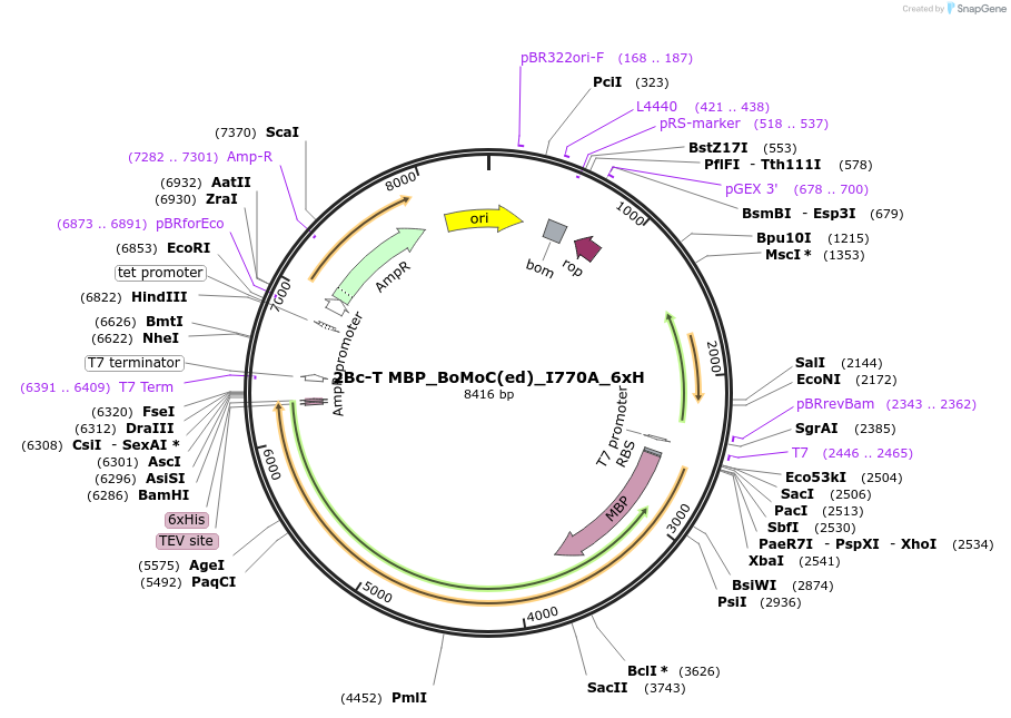 185711-plasmid-map-sequence-id-368331