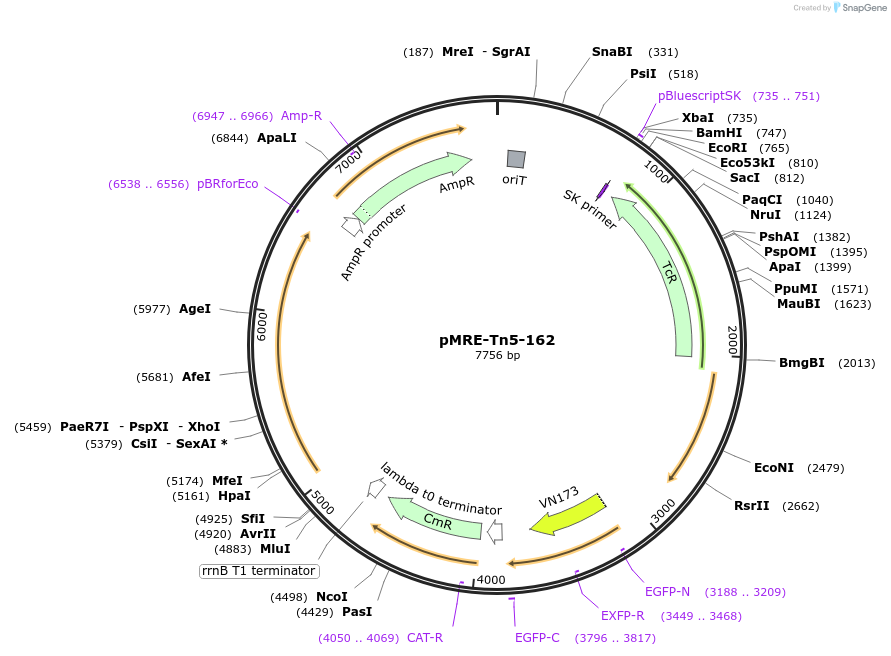 118543-plasmid-map-sequence-id-368333