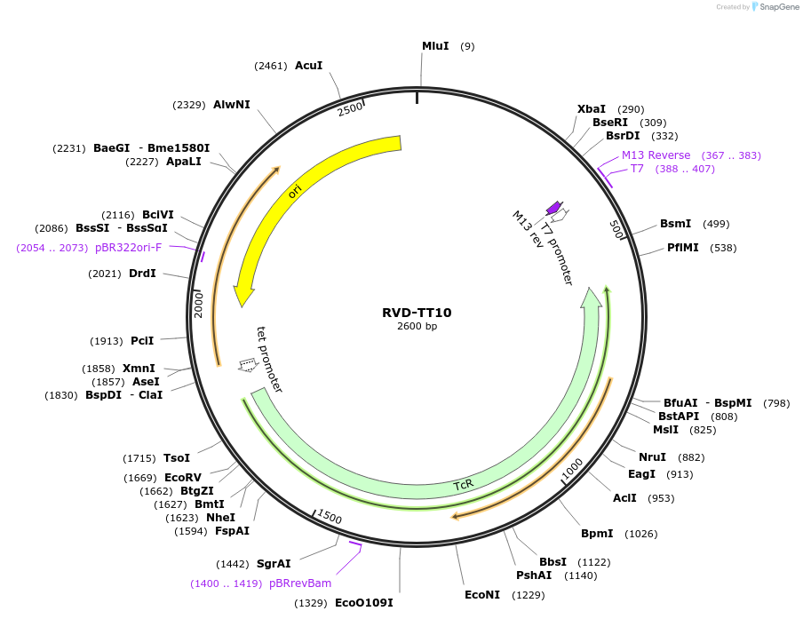 173425-plasmid-map-sequence-id-368346