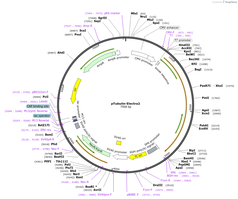 184930-plasmid-map-sequence-id-368354