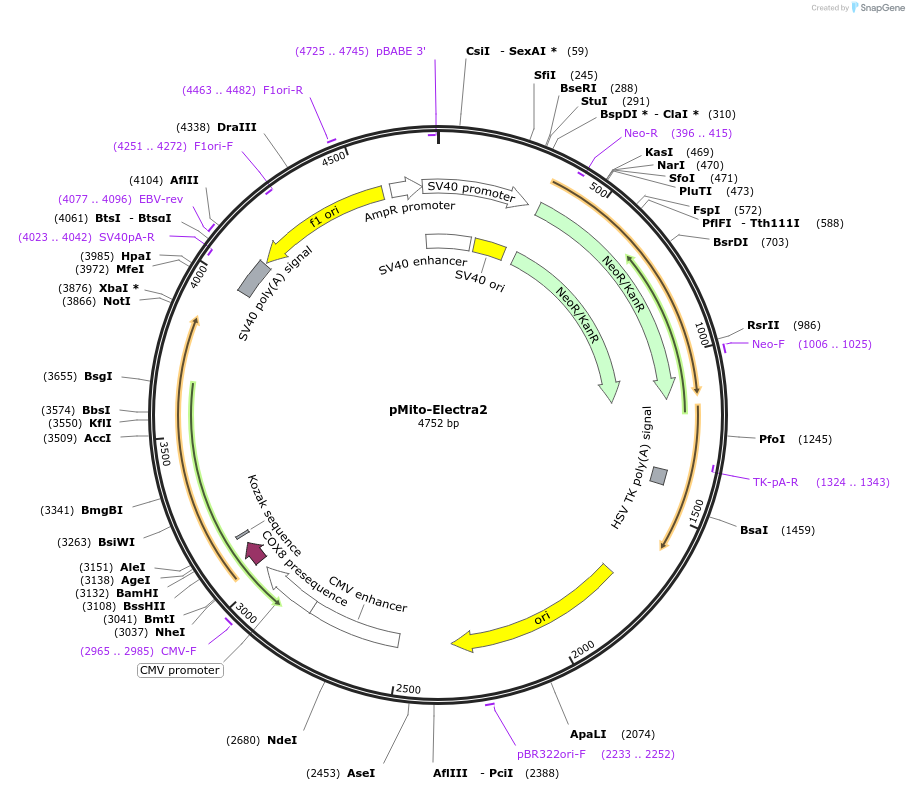 184927-plasmid-map-sequence-id-368357