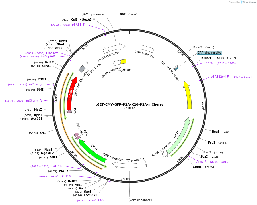 185618-plasmid-map-sequence-id-368363