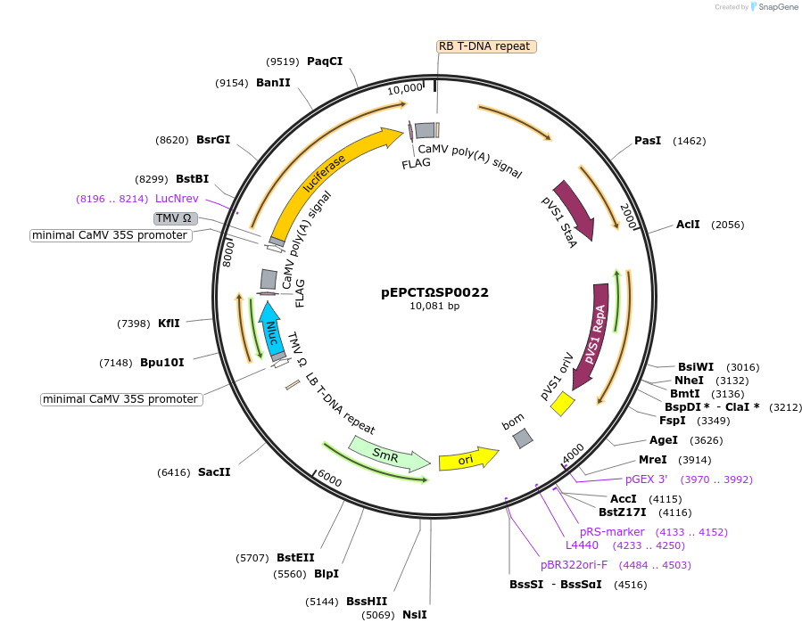 187562-plasmid-map-sequence-id-368364