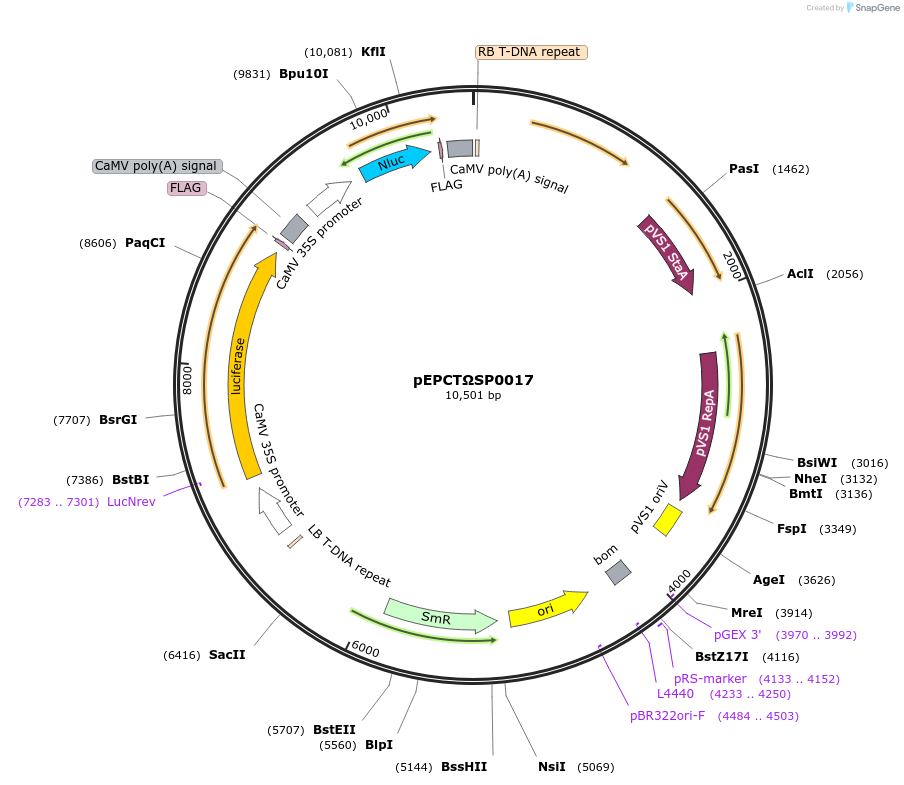 187565-plasmid-map-sequence-id-368365