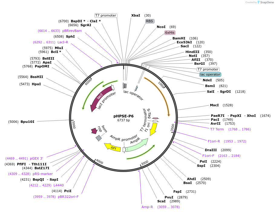 185907-plasmid-map-sequence-id-368368