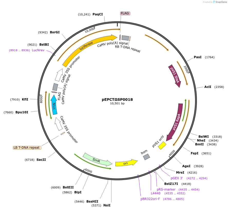 187566-plasmid-map-sequence-id-368369