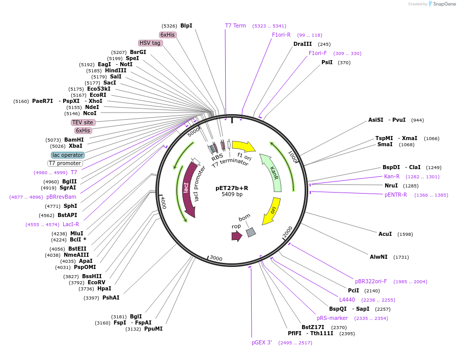 188245-plasmid-map-sequence-id-368371