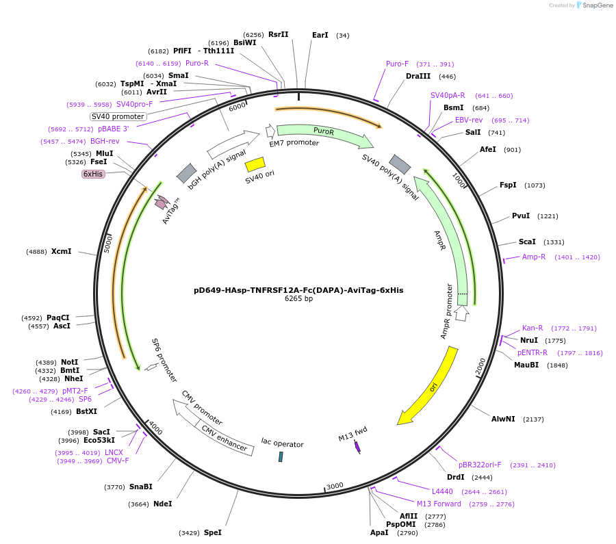 156487-plasmid-map-sequence-id-368388