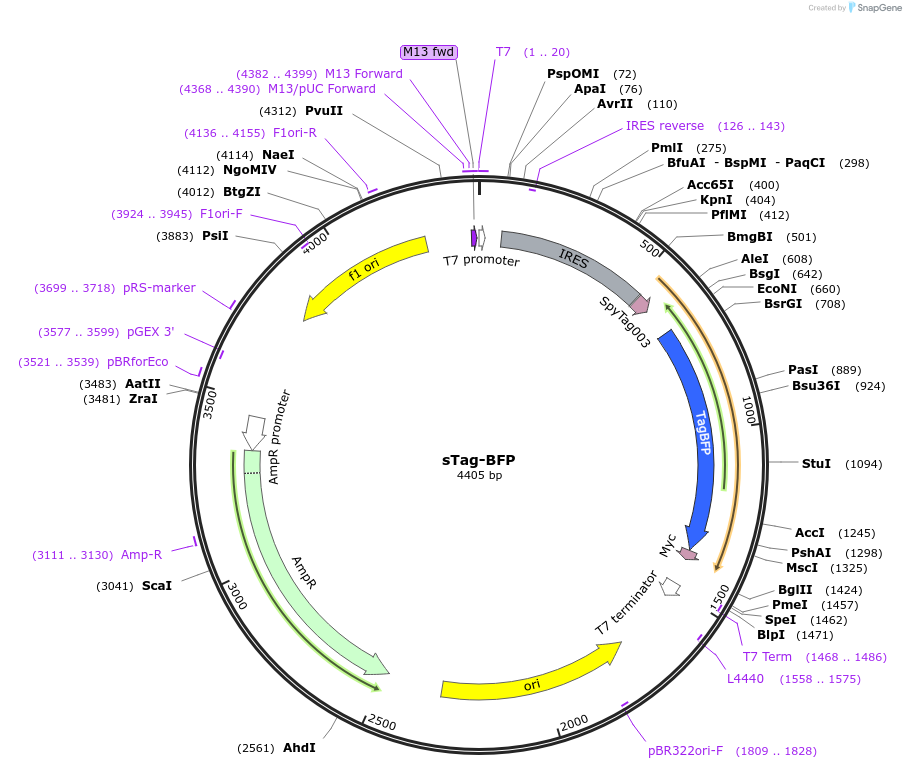 186903-plasmid-map-sequence-id-368390