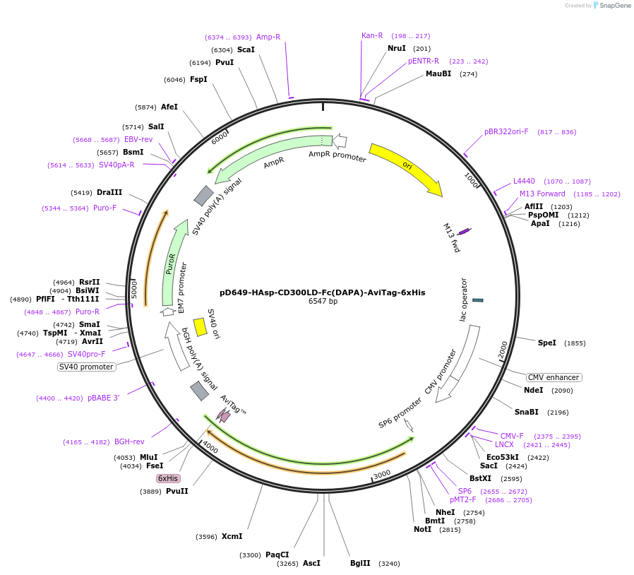 156539-plasmid-map-sequence-id-368391