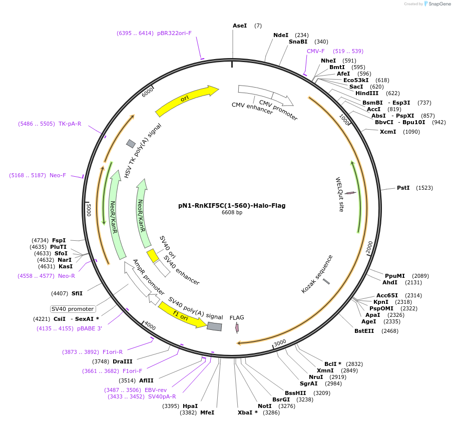 188071-plasmid-map-sequence-id-368397