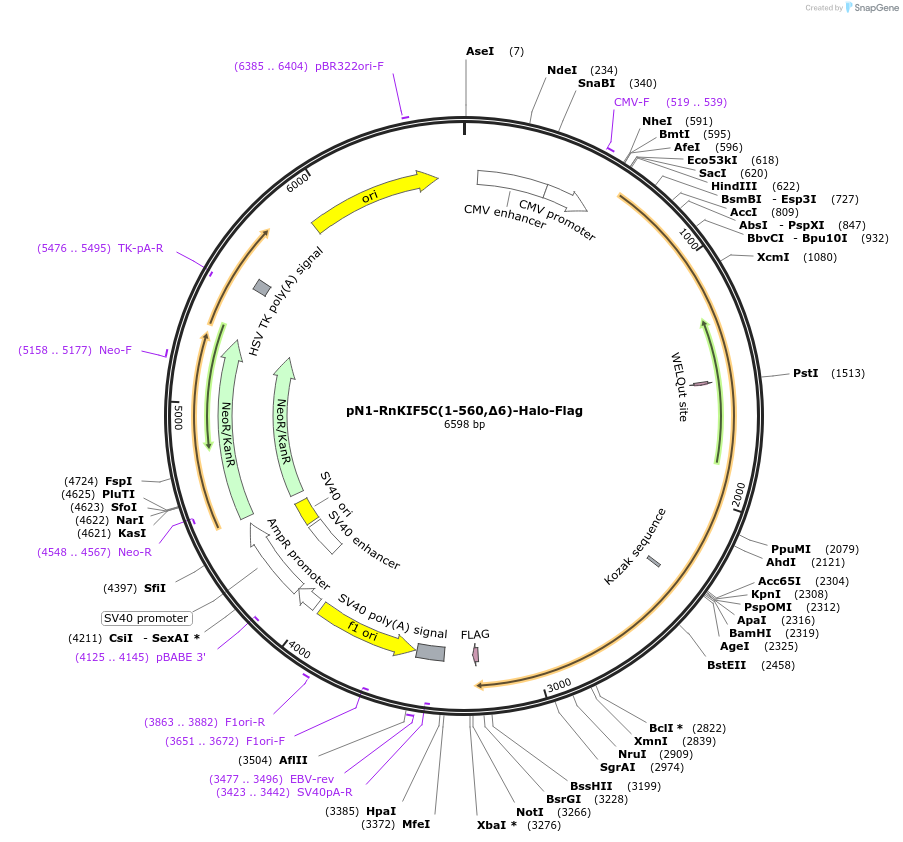 188072-plasmid-map-sequence-id-368400