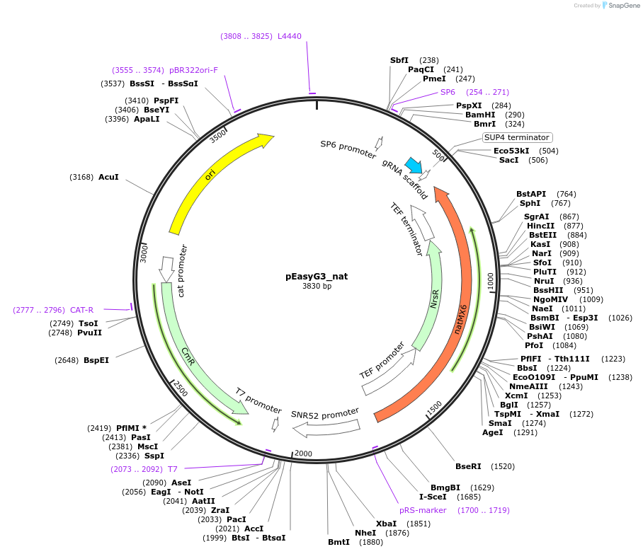 184918-plasmid-map-sequence-id-368408