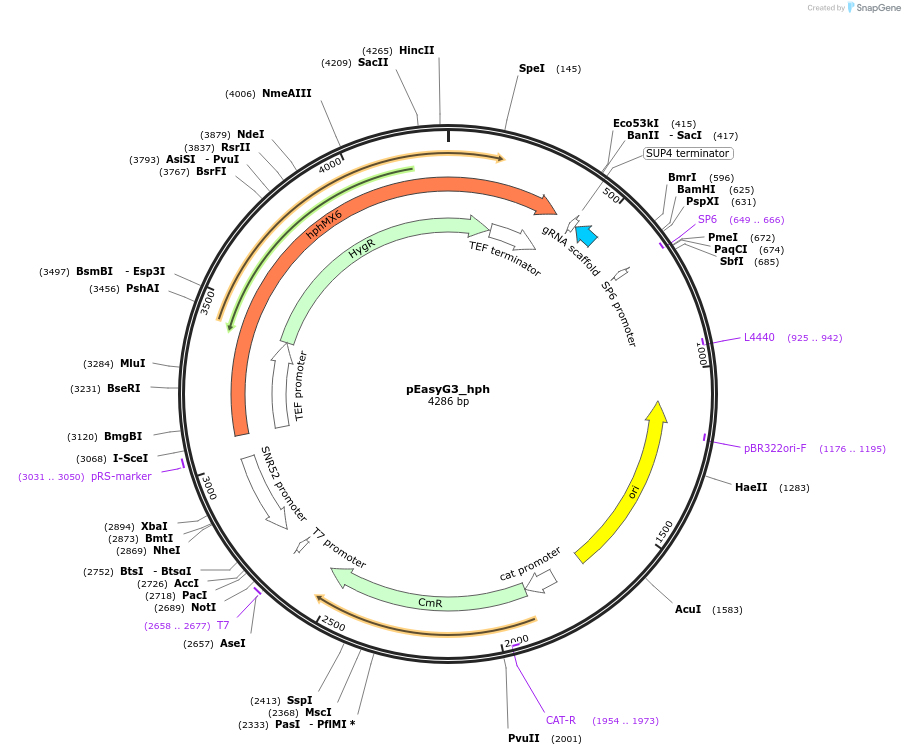 184919-plasmid-map-sequence-id-368411