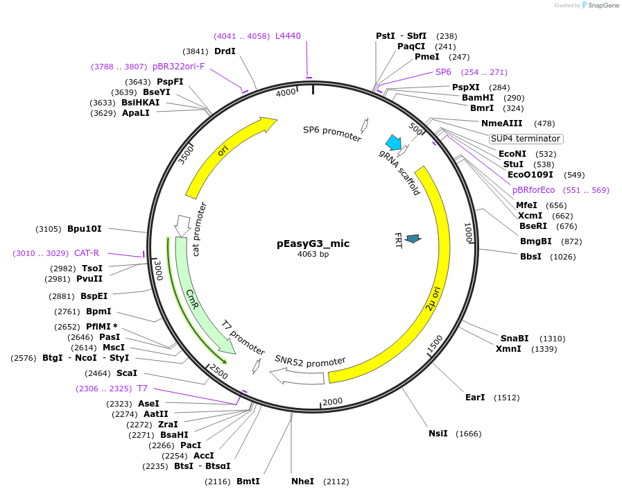 184920-plasmid-map-sequence-id-368413