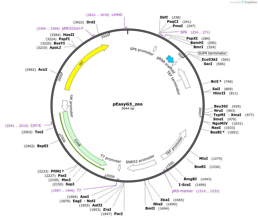 184917-plasmid-map-sequence-id-368415