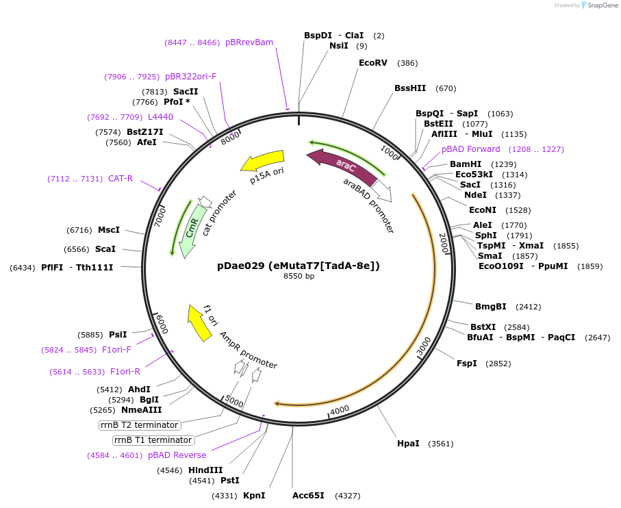 187620-plasmid-map-sequence-id-368421
