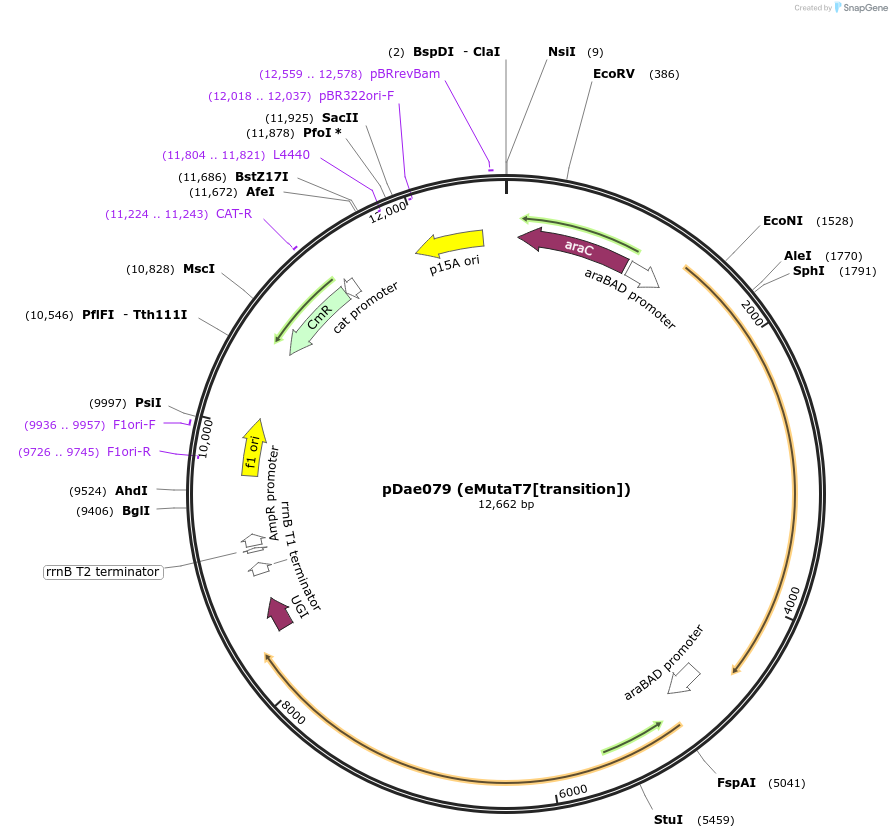 187622-plasmid-map-sequence-id-368425