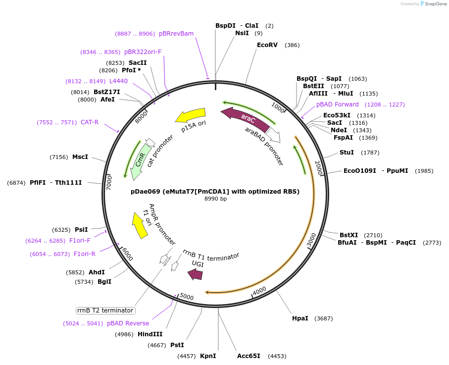 187621-plasmid-map-sequence-id-368431