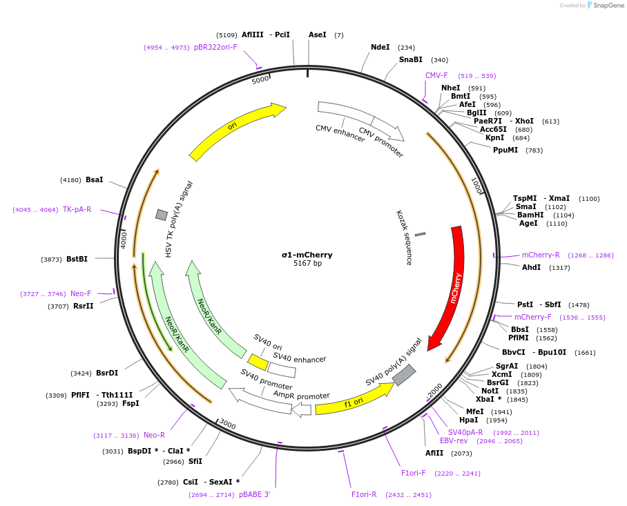 186578-plasmid-map-sequence-id-368432