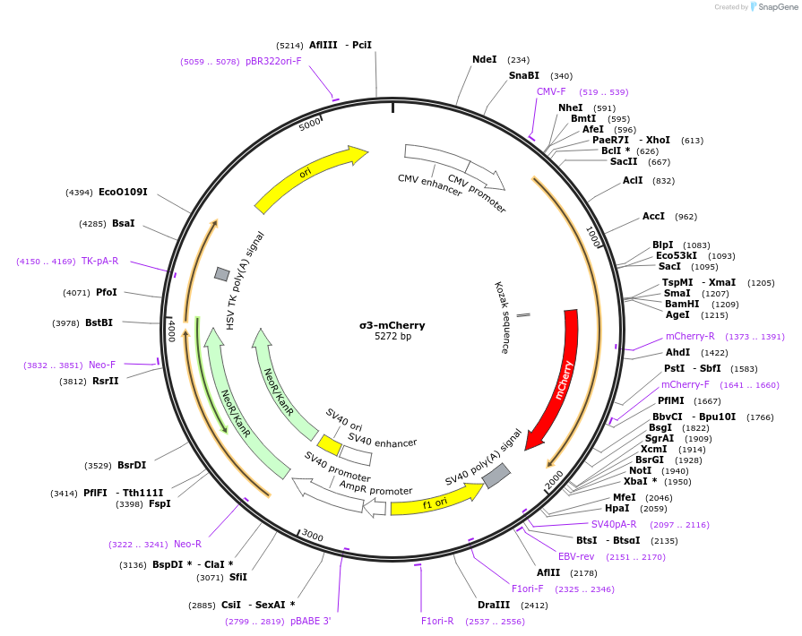 186580-plasmid-map-sequence-id-368433