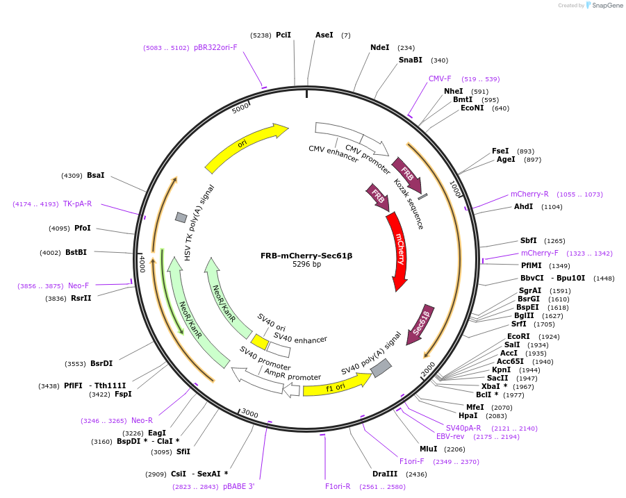 186574-plasmid-map-sequence-id-368434