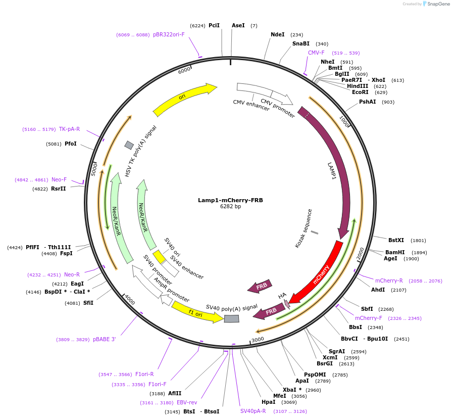 186576-plasmid-map-sequence-id-368435