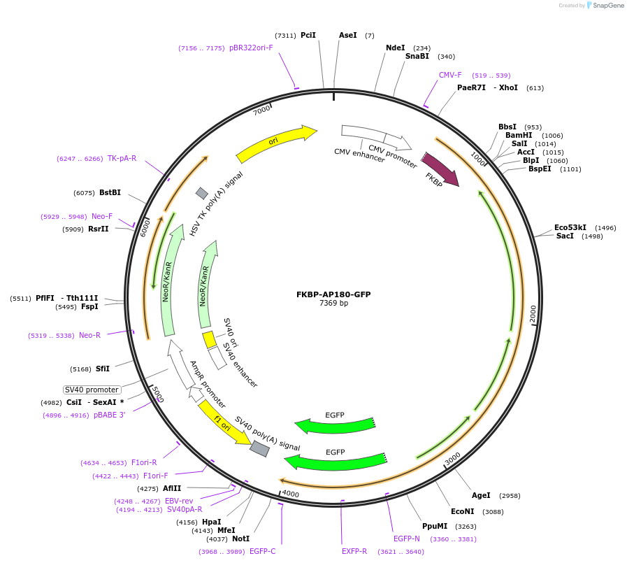 186577-plasmid-map-sequence-id-368437