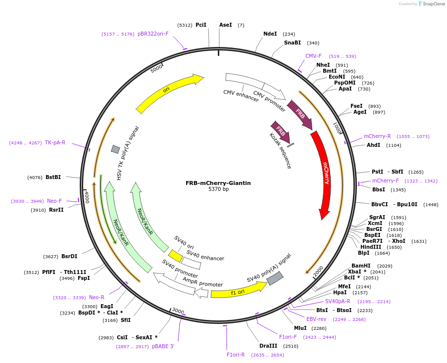 186575-plasmid-map-sequence-id-368440