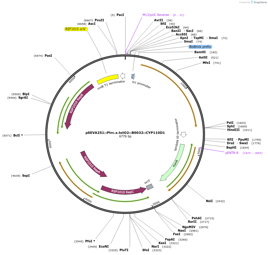 186709-plasmid-map-sequence-id-368446