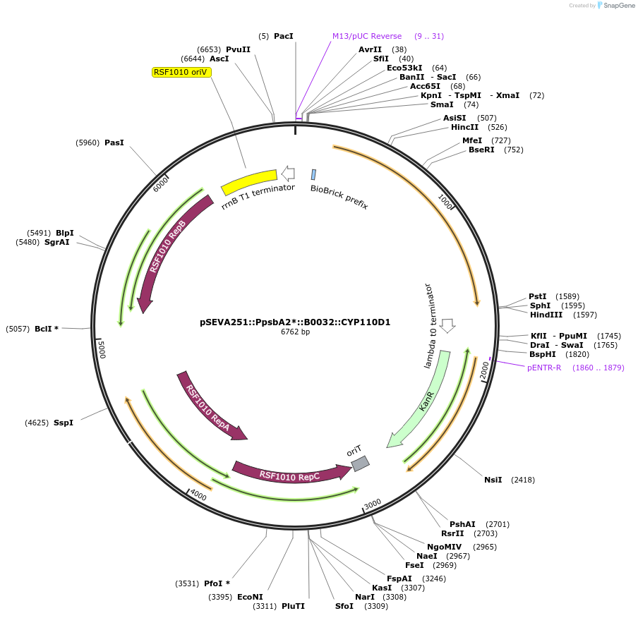 186707-plasmid-map-sequence-id-368448