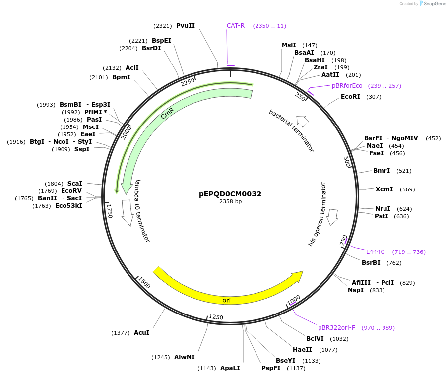 185623-plasmid-map-sequence-id-368499